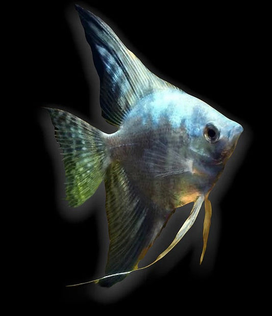 Blue Smoke Angel - Pterophyllum Scalare Blue Smoke