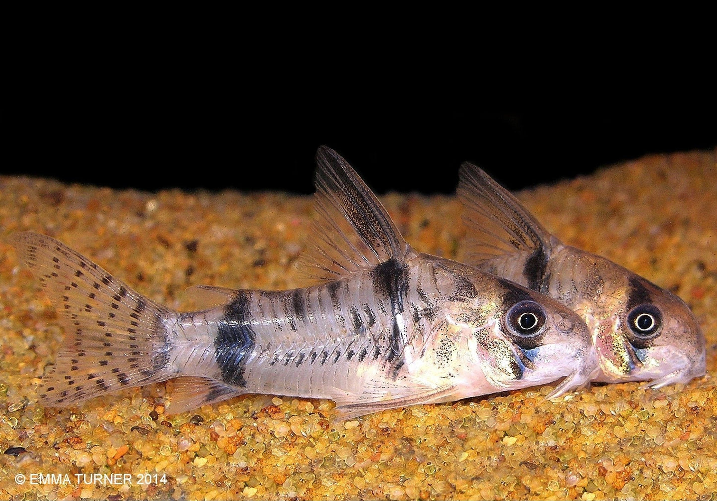 Corydoras Reynoldsi CW12 - Corydoras Reynoldsi