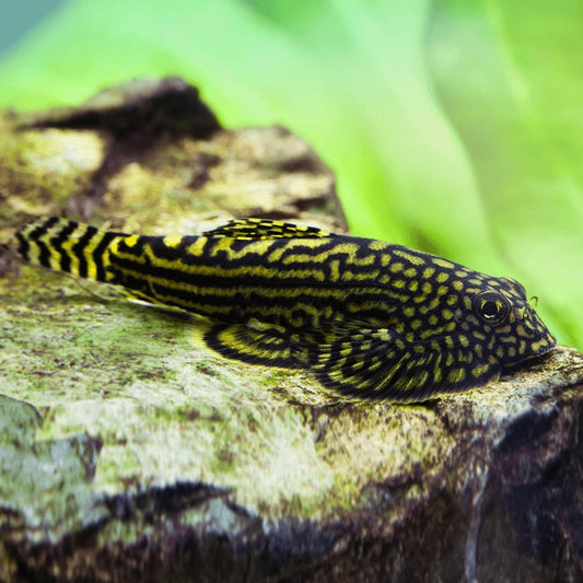 Hillstream Loach - Sewellia Lineolata