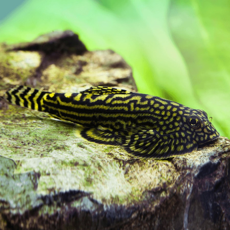 Hillstream Loach - Sewellia Lineolata