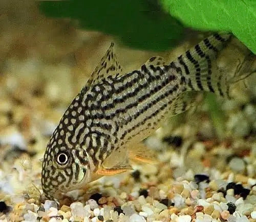 Sterbai Cory - Corydoras Sterbai