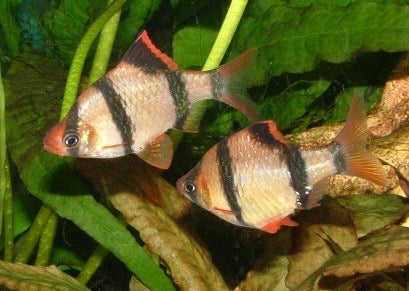 Tiger Barb Balloon - Capoeta Tetrazona Balloon