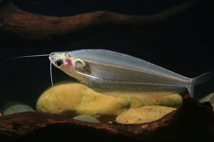 Glass Catfish - Kryptopterus Bicirrhis