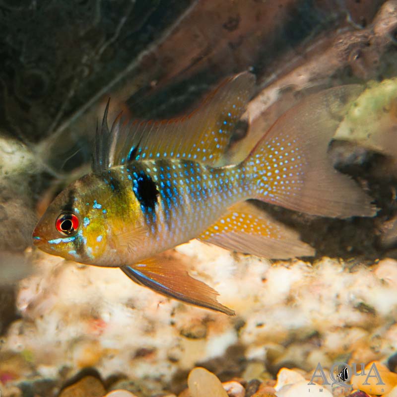 Longfin Ramirezi Cichlid - Papiliochromis Ramirezi