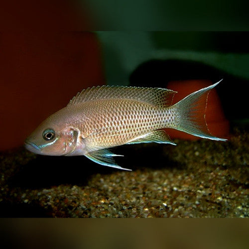 Fairy Cichlid - Neolamprologus Brichardi
