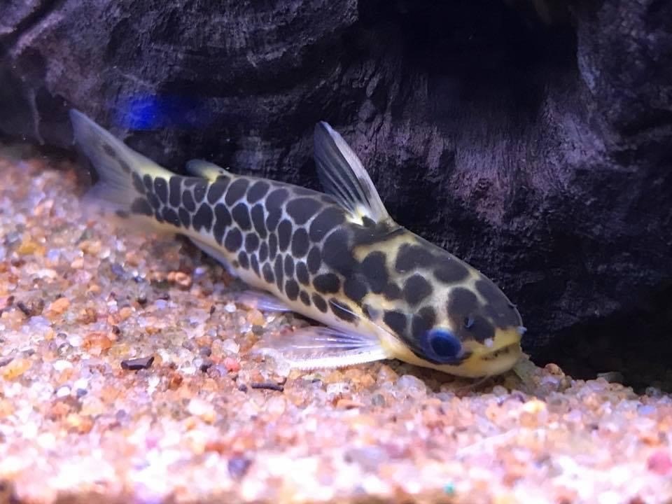 Wild Honeycomb Catfish - Duringlanis Perugiae