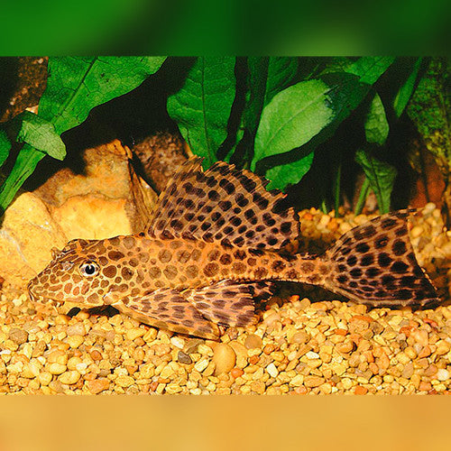 Marble Sailfin Pleco - Pterygoplichthys Gibbiceps