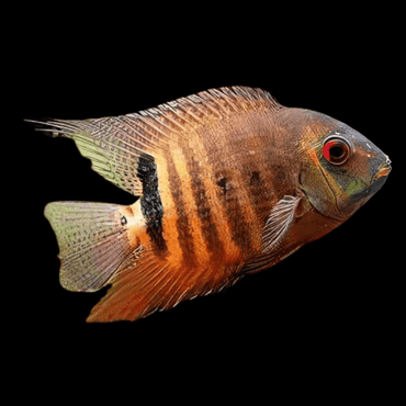Mouthbrooding Severum - Heros Liberifer