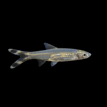 Scissortail Rasbora - Rasbora Trilineata