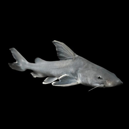 Armoured Stormii Catfish - Hemiarius Stormii