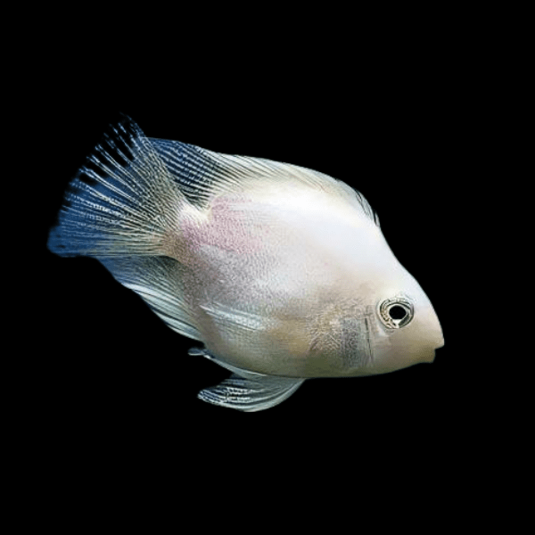 Lionhead White Blood Parrot Cichlid - Amphilophus Citrinellus X Vieja Melanura