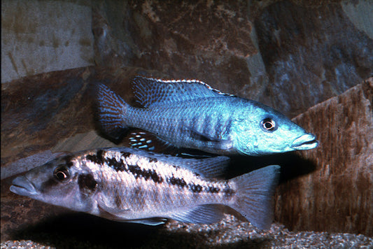 Malawi Gar - Lichnochromis Acuticeps