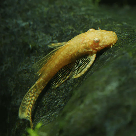 Albino Bristlenose Pleco - Ancistrus