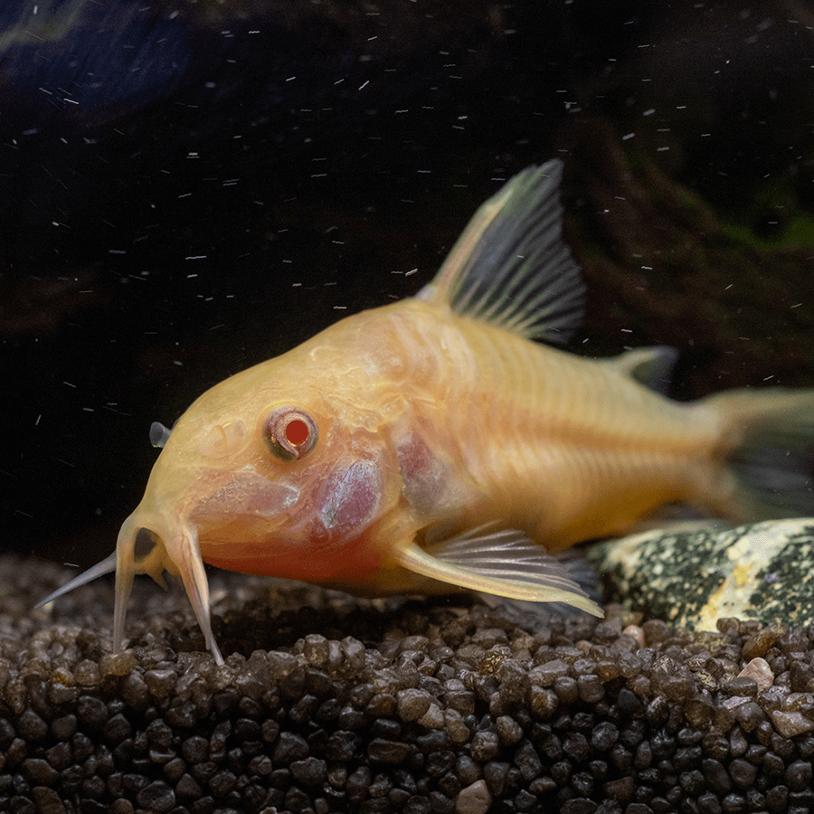 Albino Cory - Corydoras Aeneus