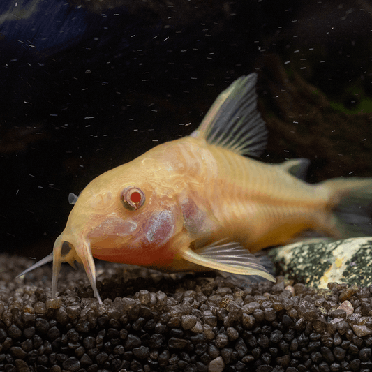 Albino Cory - Corydoras Aeneus