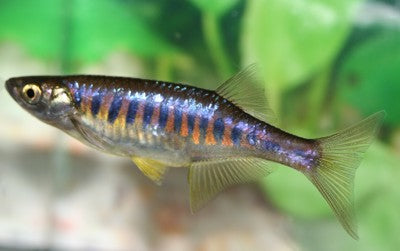 Lake Inle Danio - Inlecypris Auropurpureus