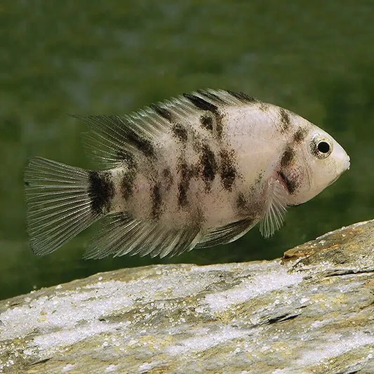 Convict Cichlid - Amatitlania Nigrofasciata