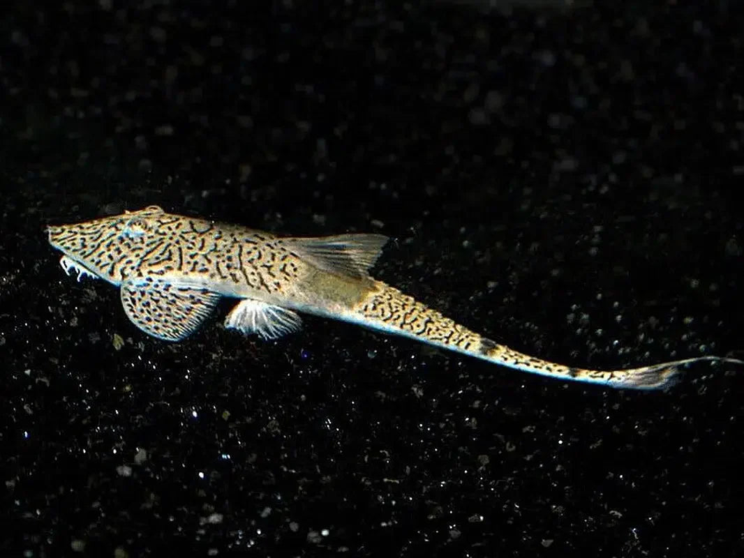 Chameleon Whiptail - Pseudohemiodon Apithanos