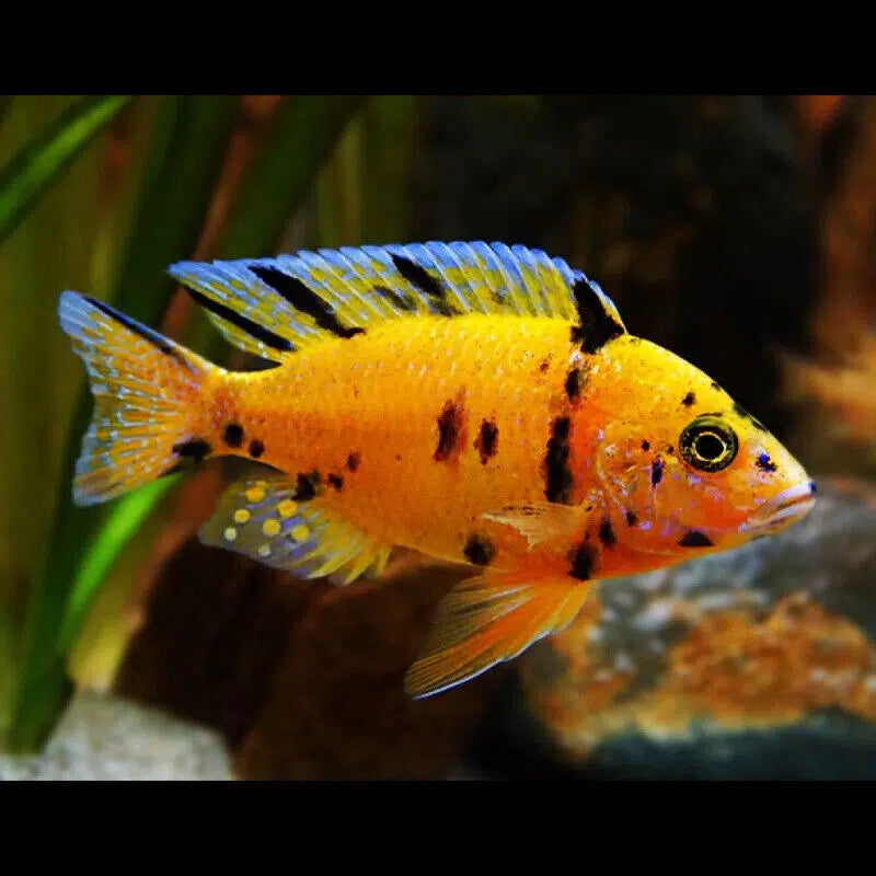 Mixed Orange Blanche Peacock Cichlid - Aulonocara Orangeblotch