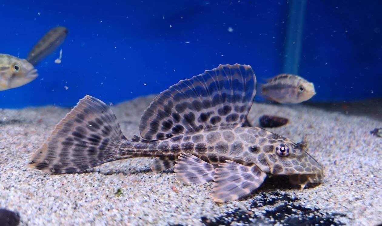 Marble Sailfin Pleco - Pterygoplichthys Gibbiceps