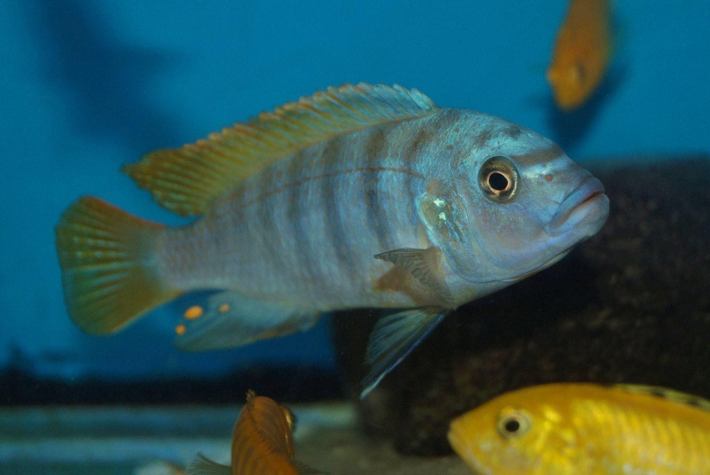 Ice Blue Mbuna - Pseudotropheus Sp