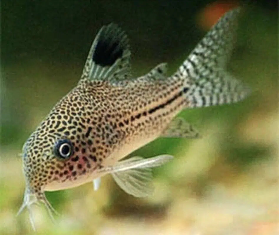 Wild Julii Cory - Corydoras Trilineatus