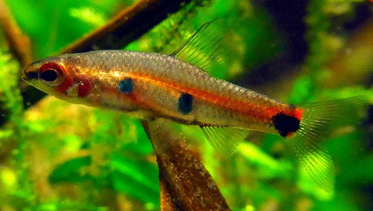 Domino Neolebias PT - Neolebias Powelli