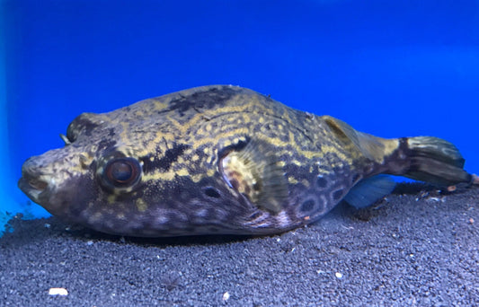 Dragon Puffer - Pao Palembangensis