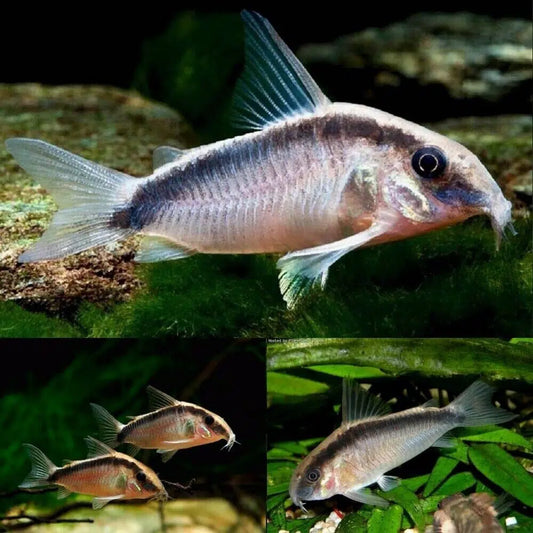 Wild Skunk Cory - Corydoras Arcuatus