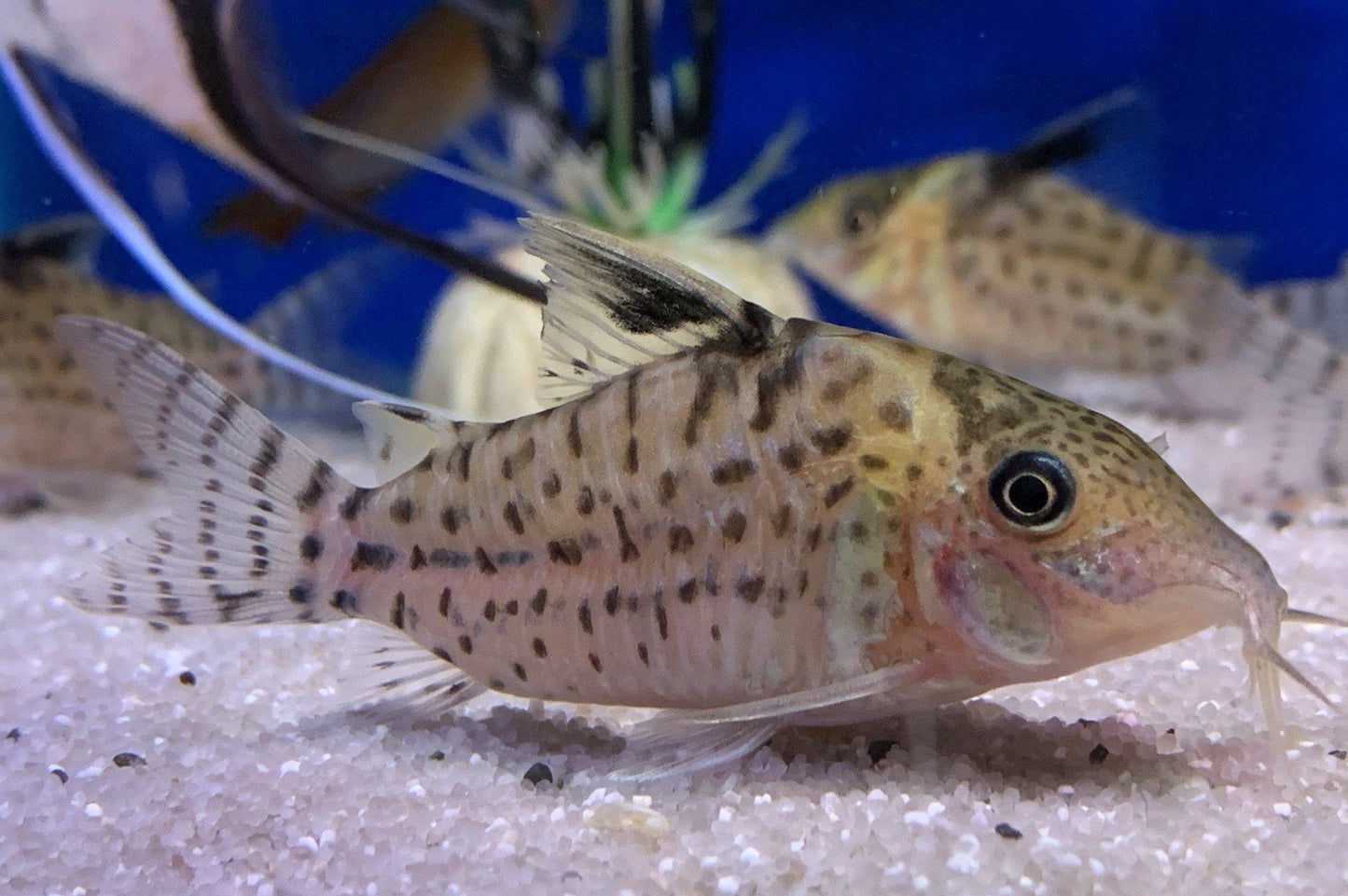 Wild Spotted Cory Punctatus Nanay - Corydoras Punctatus