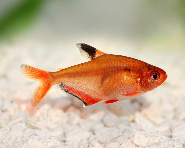Serpae Tetra
