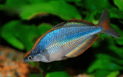 Gidomen Village Rainbowfish - Glossolepis sp. Gidomen (Sold As A Pair)