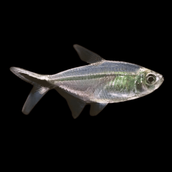 Blackline Tail Tetra - Moenkhausia Costae