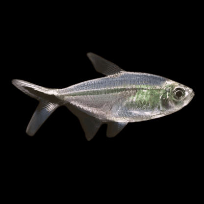 Blackline Tail Tetra - Moenkhausia Costae