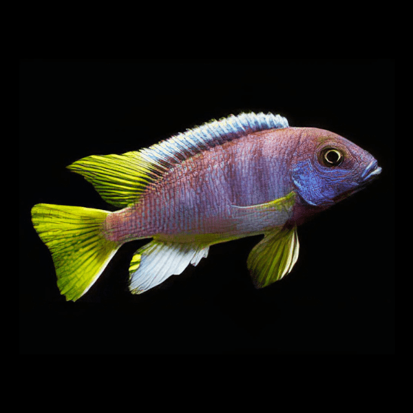 Yellow Tail Acei - Pseudotropheus Acei