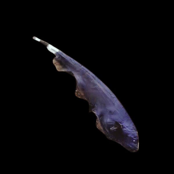 Black Ghost Knife Fish - Apteronotus Albifrons