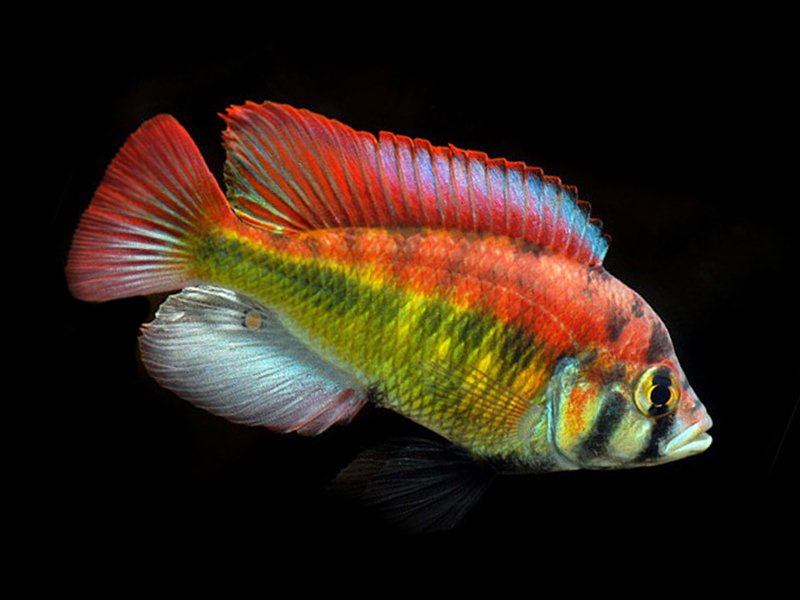 Alberts Yellow Belly Hap Cichlid - Haplochromis
