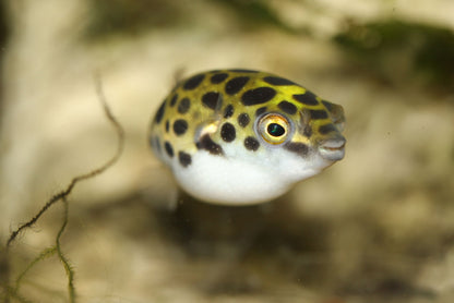Green Spotted Pufferfish - Dichotomyctere Nigroviridis