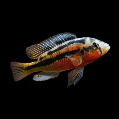 Rock Kribensis Cichlid - Haplochromis (Paralabidochromis) Sauvagei