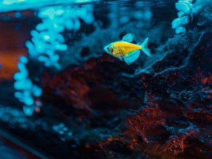 SuperFish Retro LED "Combi" - Available In 7 Sizes