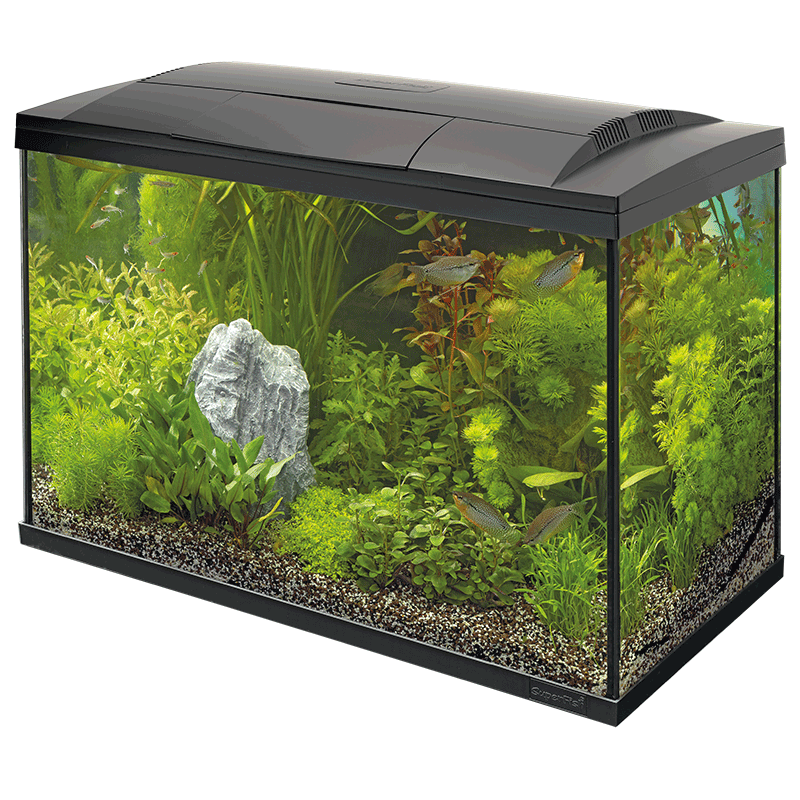 Superfish Starter Fish Tank - Available In 6 Sizes & 2 Colours
