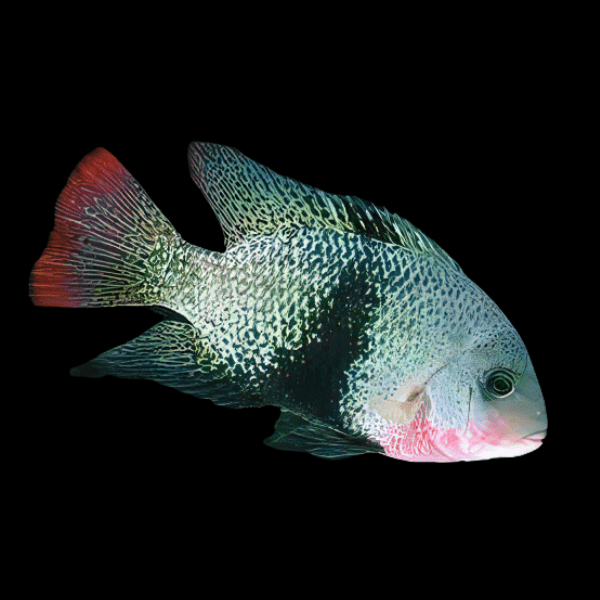 Black Belt Cichlid - Vieja Maculicauda