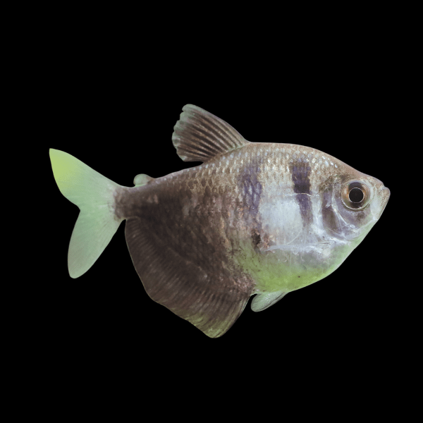 Black Widow Tetra - Gymnocorymbus Ternetzi