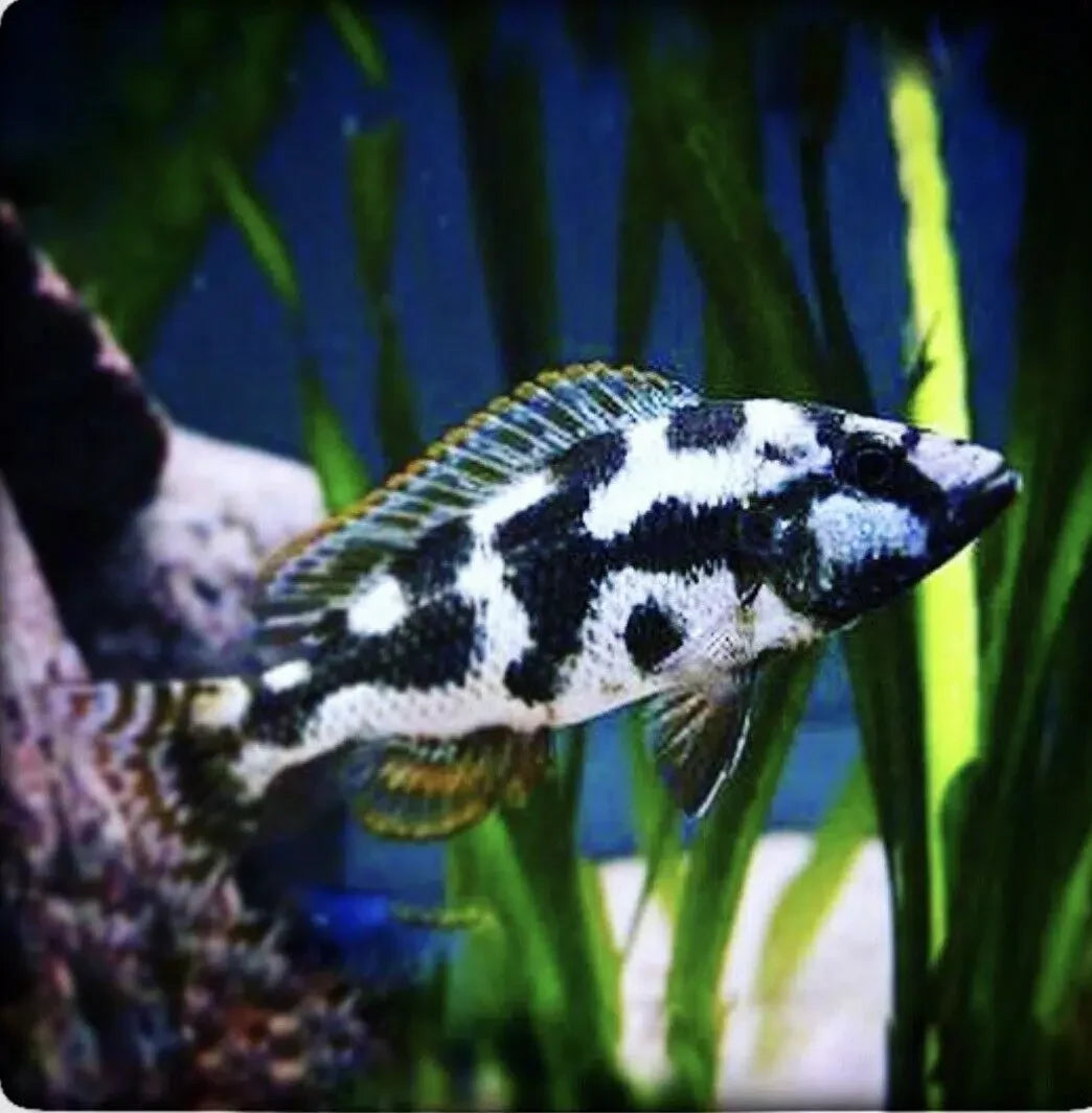 LARGE Livingston's Cichlid - Haplochromis Livingstonii