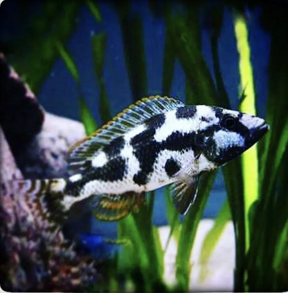 LARGE Livingston's Cichlid - Haplochromis Livingstonii