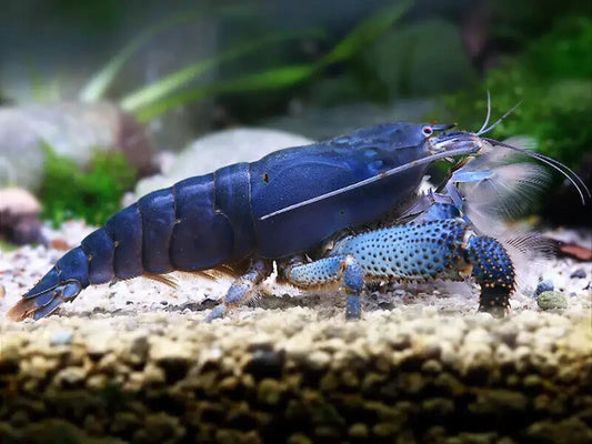 Vampire Shrimp - Atya Gabonensis