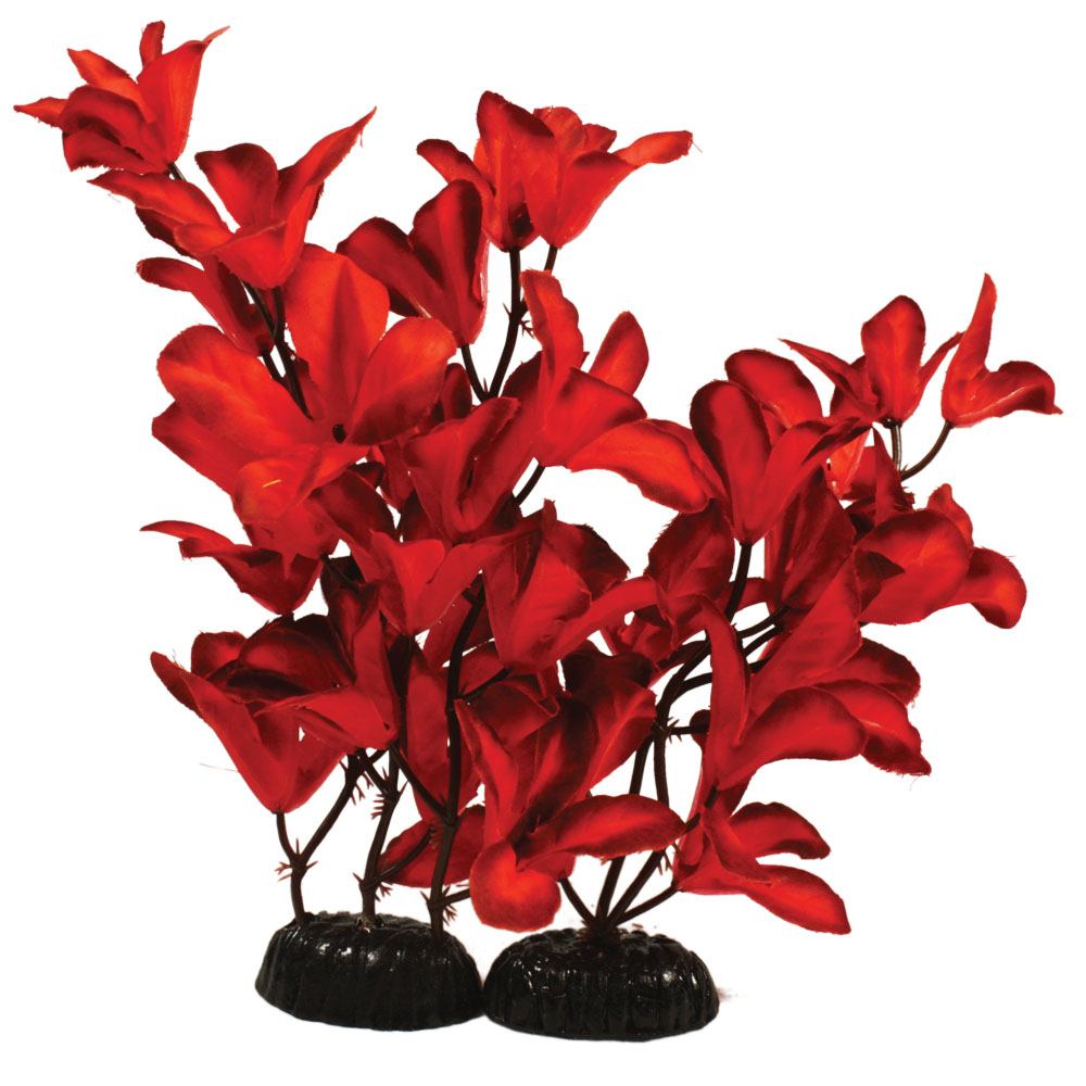 Hugo Glandulosa Red Silk Aquascaping Aquarium Plant - Available In 3 Sizes