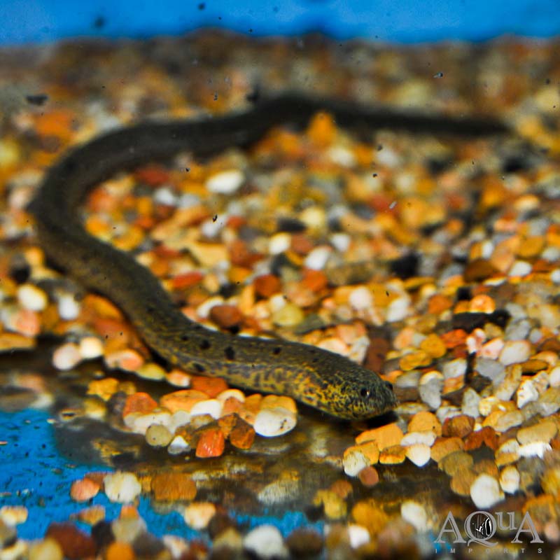 Marbled Swamp Eel - Synbranchus Marmoratus