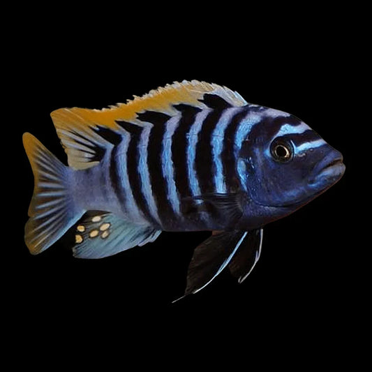 Afra Red Top Cichlid - Pseudotropheus Cynotilapia