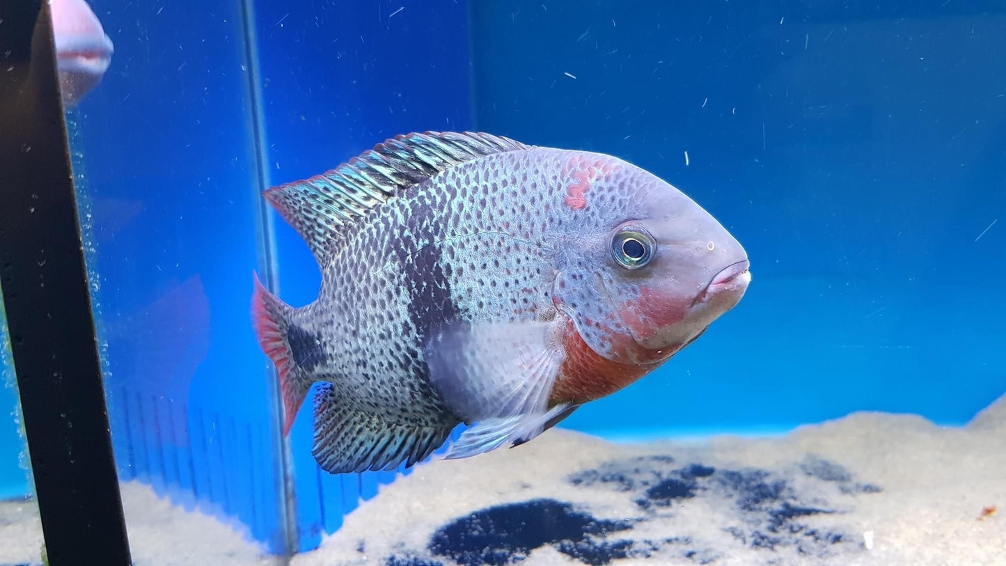Black Belt Cichlid - Vieja Maculicauda